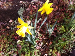 Winter Garden Daffodils