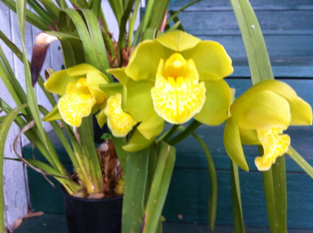 Green Cymbidium